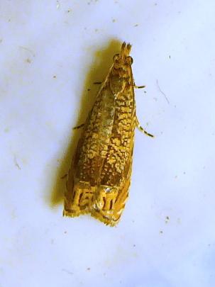 Tetramoera langmaidi